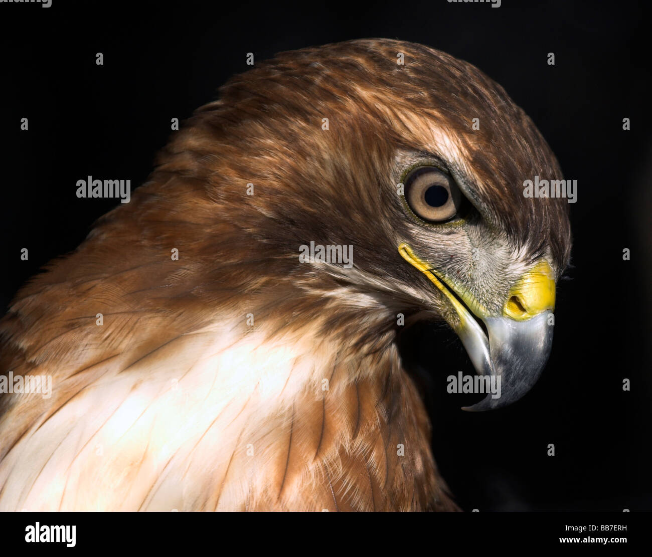 "Hawk-Eye-Look:" schöne red tailed Hawk direkt beim Fotografen suchen. Stockfoto