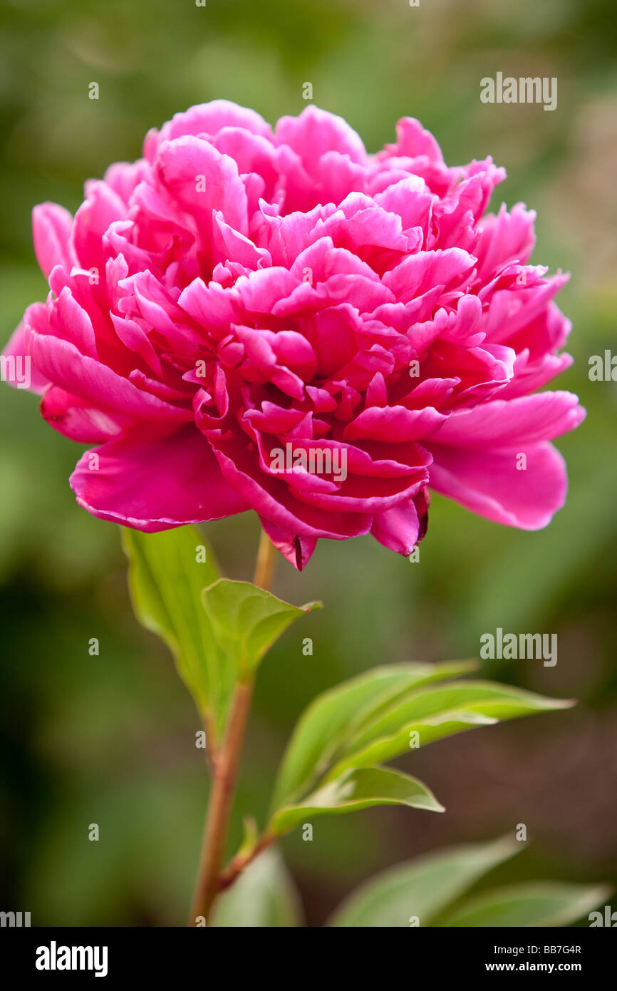 Pfingstrose Blume Stockfoto