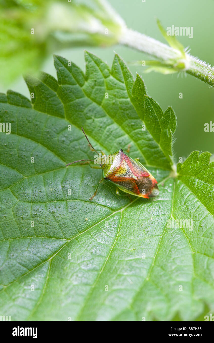 Weißdorn Shield Bug Acanthasoma Haemorrhoidale Erwachsene thront auf einem Brennnessel-Blatt Stockfoto