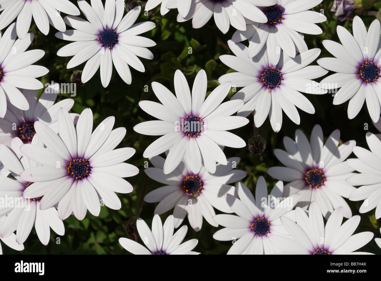 Weißer Stern der Steppe Blumen Stockfoto