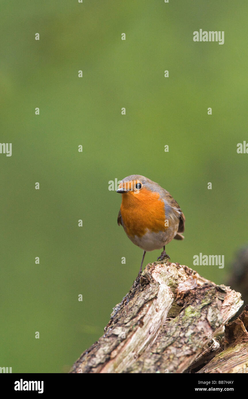 Robin (Erithacus Rubecula) posiert Stockfoto