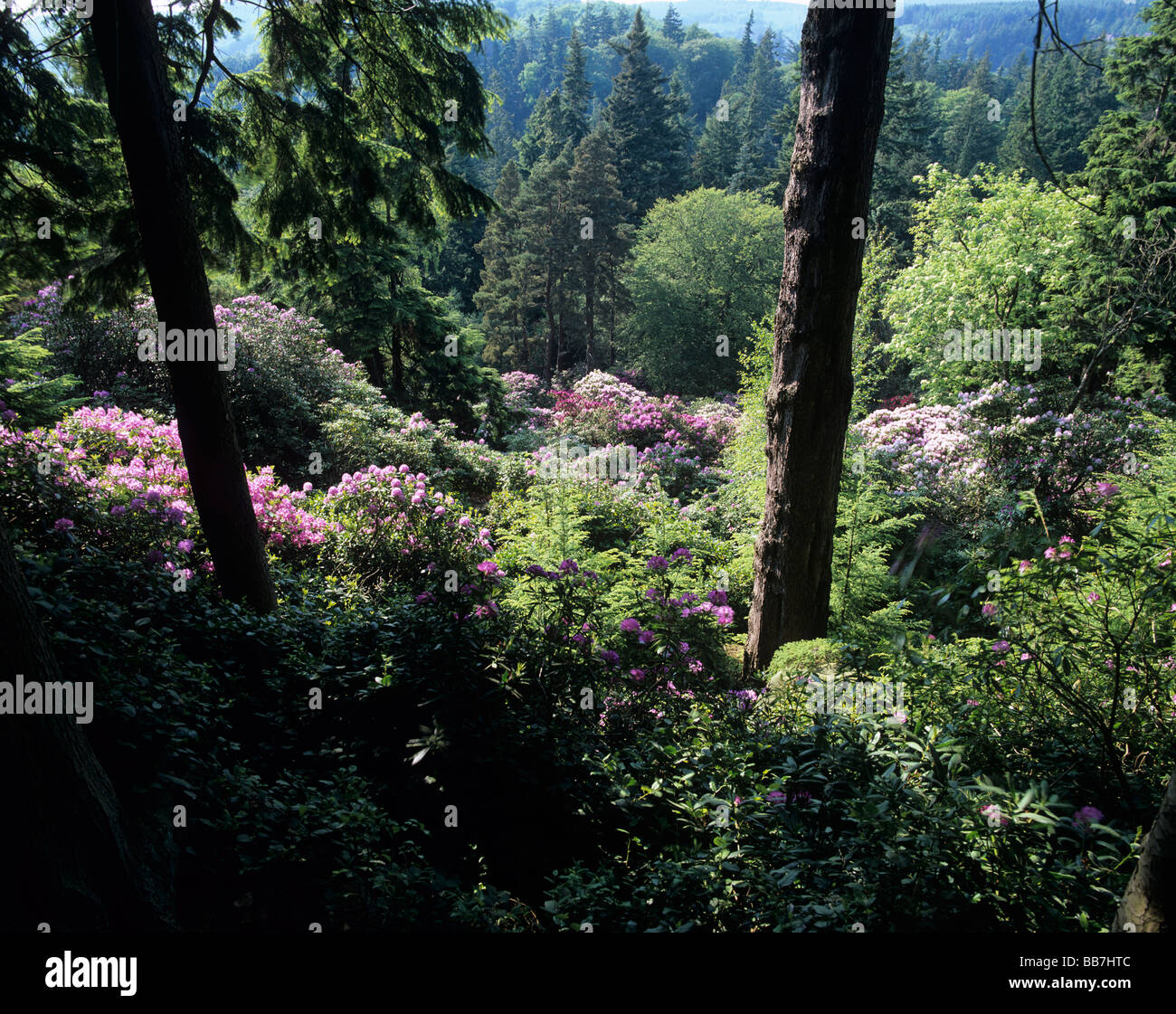 Die Gärten von Cragside in Northumberland Stockfoto