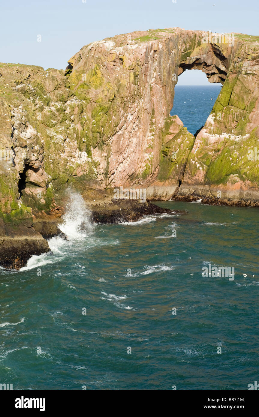 Dunbuy, einem natürlichen Felsen Bogen und felsigen Küste in Aberdeenshire, mit Seevögeln nisten auf den Granitfelsen. Stockfoto