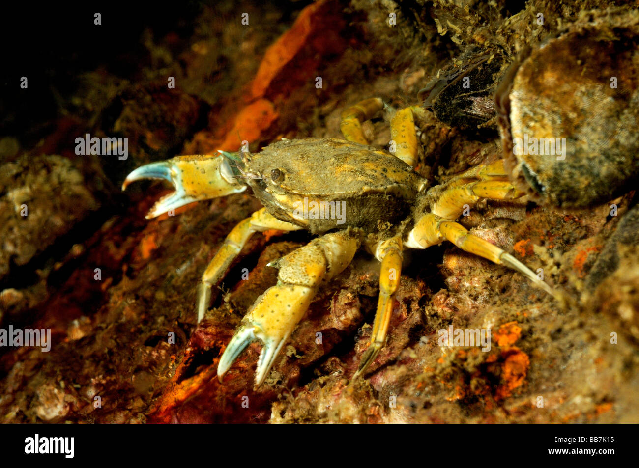 gemeinsamen littoral Krabbe, gemeinsame Shore Crab, Carcinus maenas Stockfoto