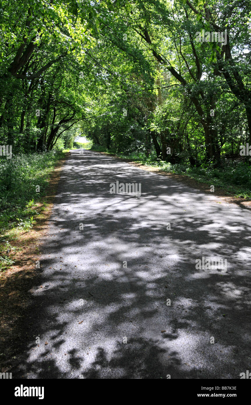 Schattigen grünen Land Lane Frühling Stockfoto