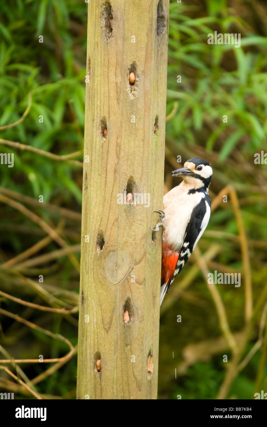 Ein Specht (Dendrocopos groen) an einer Futterstelle Stockfotografie -  Alamy