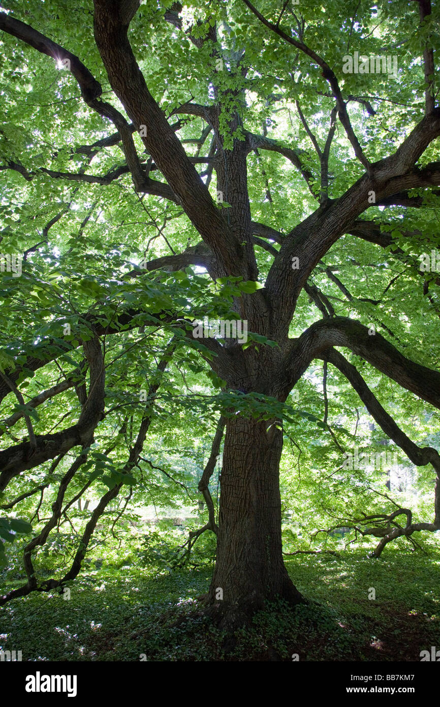 Kleines Blatt Linden Baum Tilia Cordata in Monticello Thomas Jefferson s Wohnhaus und Plantage nahe Charlottesville Virginia Stockfoto