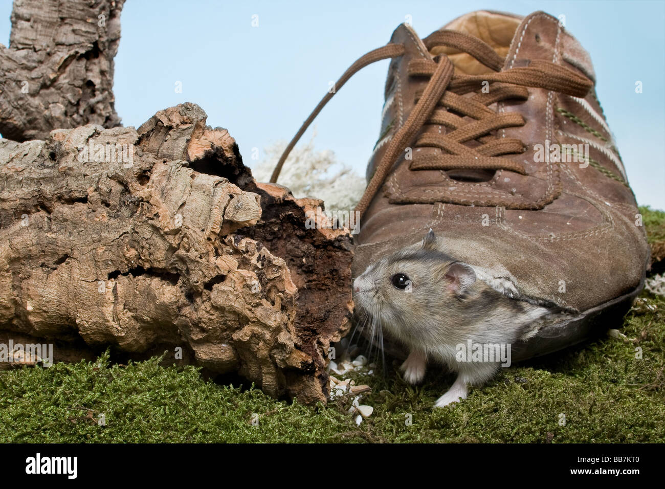 Kleine Hamster aus seinem Haus einen alten abgenutzten Schuh Stockfoto