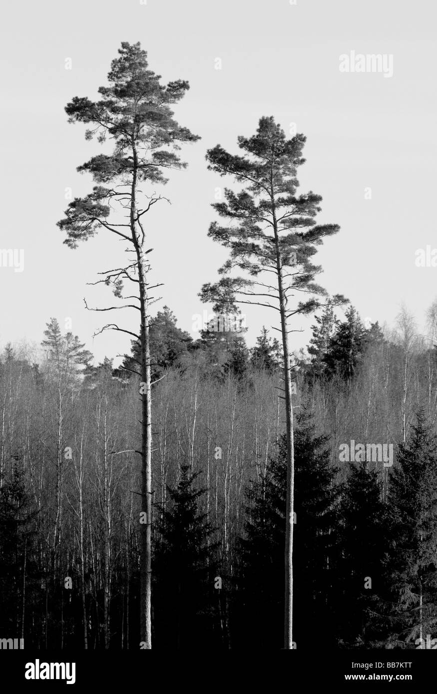 zwei Kiefer im Wald Stockfoto