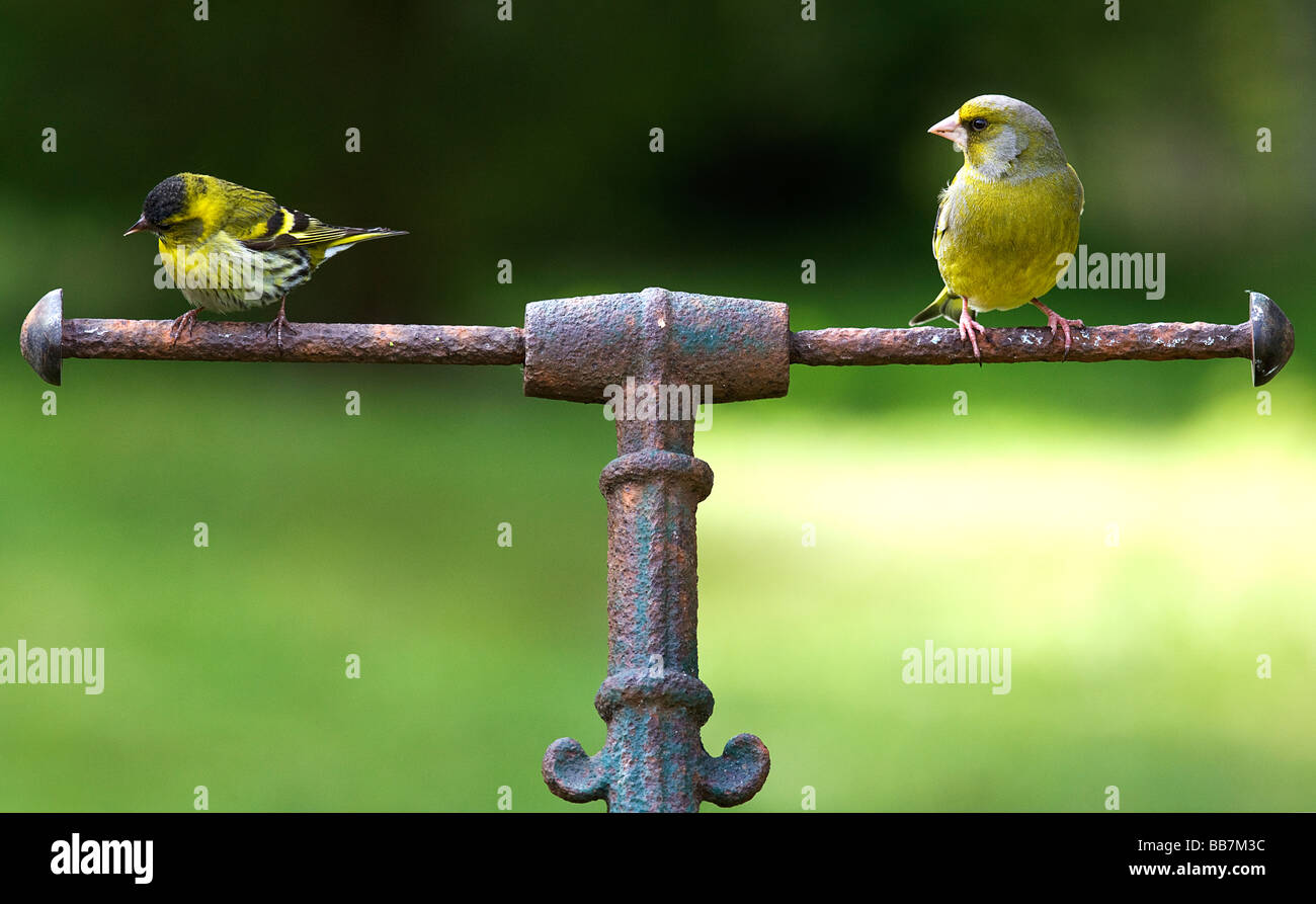 Garten-Vögel auf Gartenwalze. Stockfoto