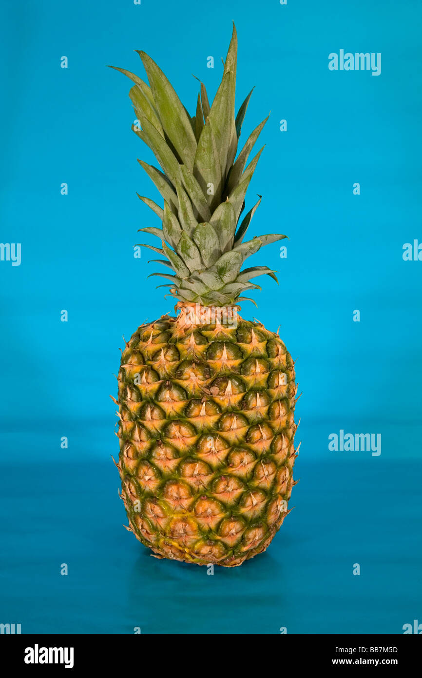 Eine Ananas Frucht frisch aus hawaii Stockfoto