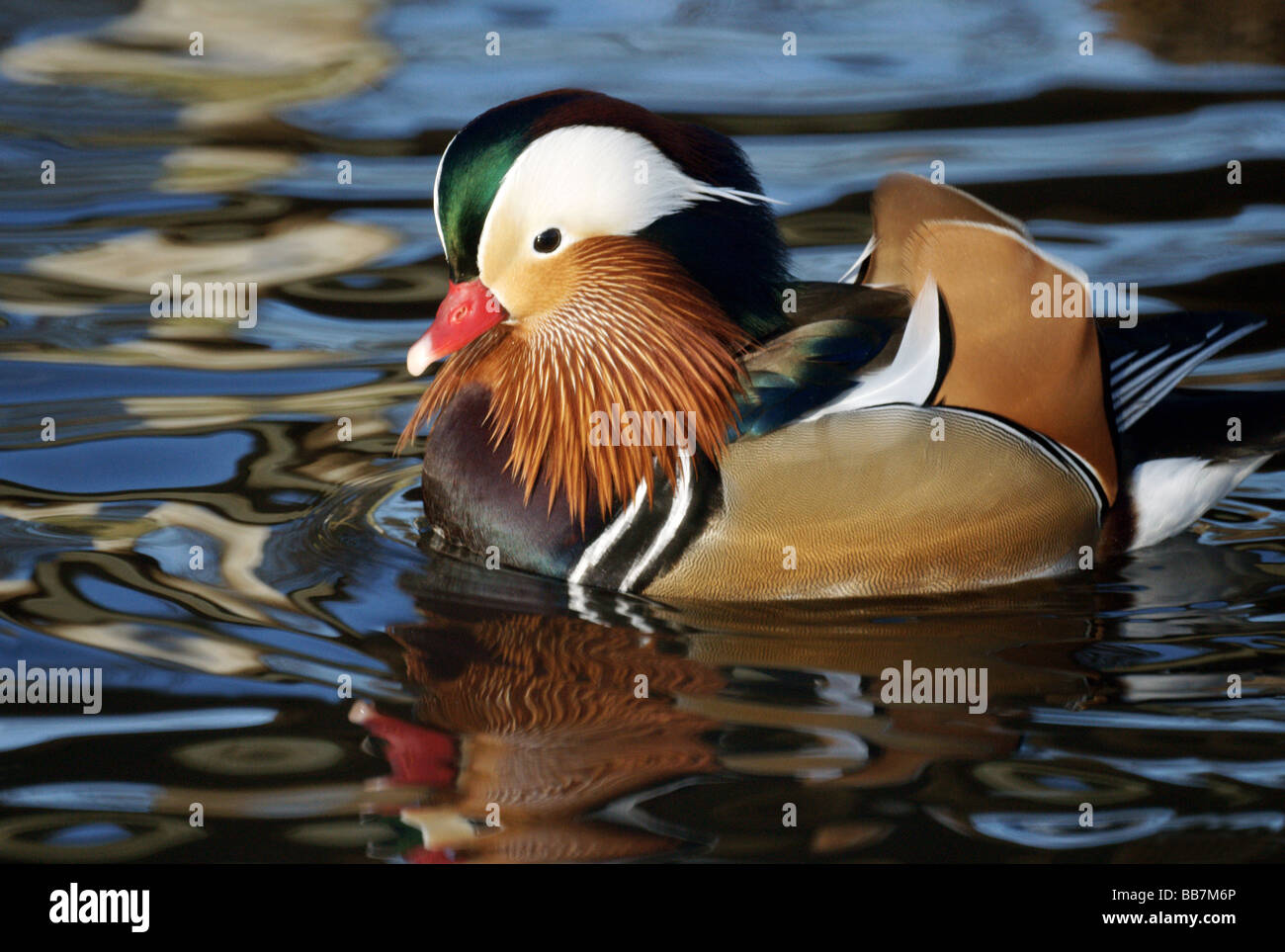 Federwild; Enten; Mandarinenten; " Aix Galericulata'; Männlich, in Farbe, auf dem Wasser anzeigen, Weiblich [nicht im Bild]. Stockfoto