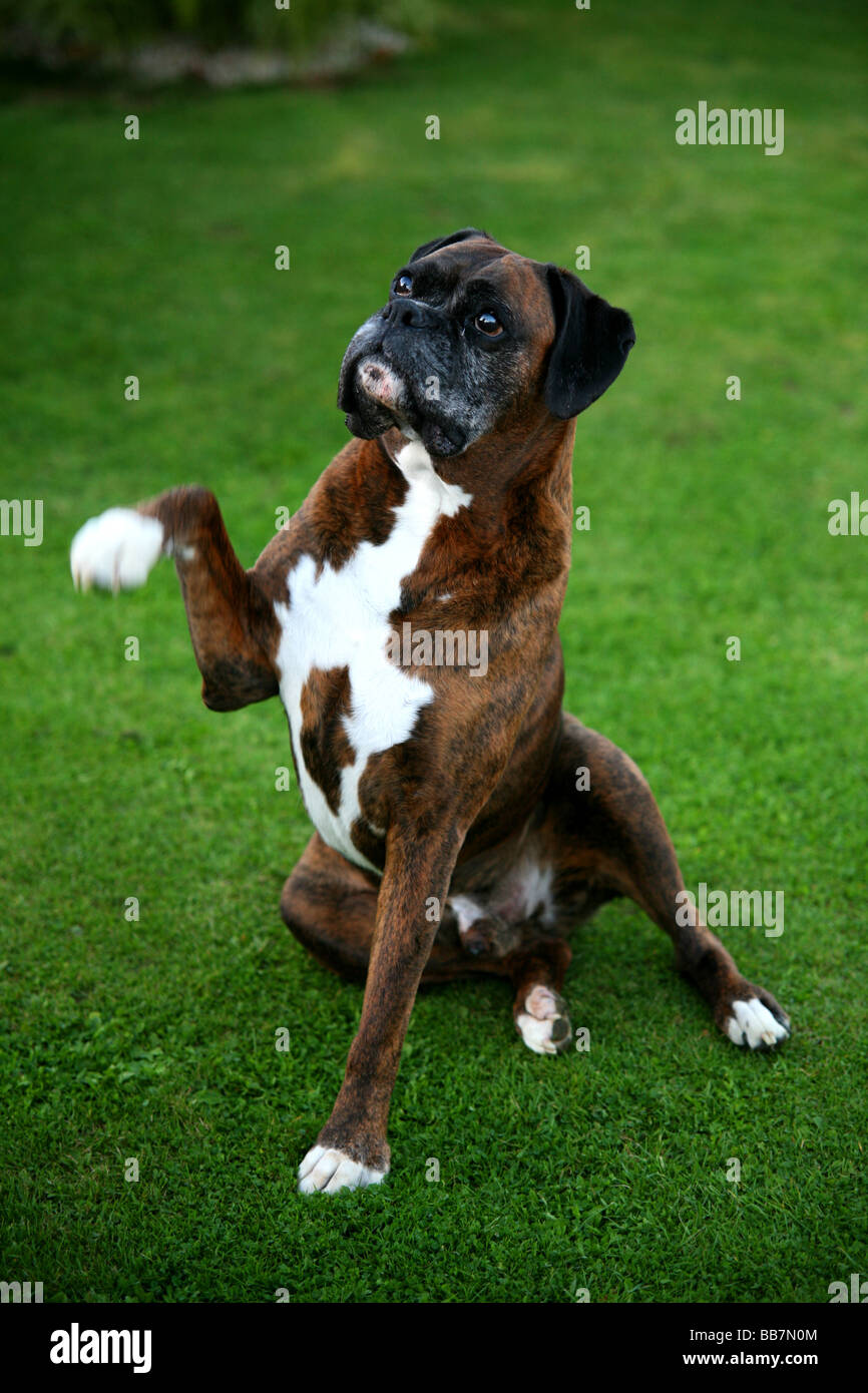 Boxer Hund Aufmerksamkeit bitten Stockfoto