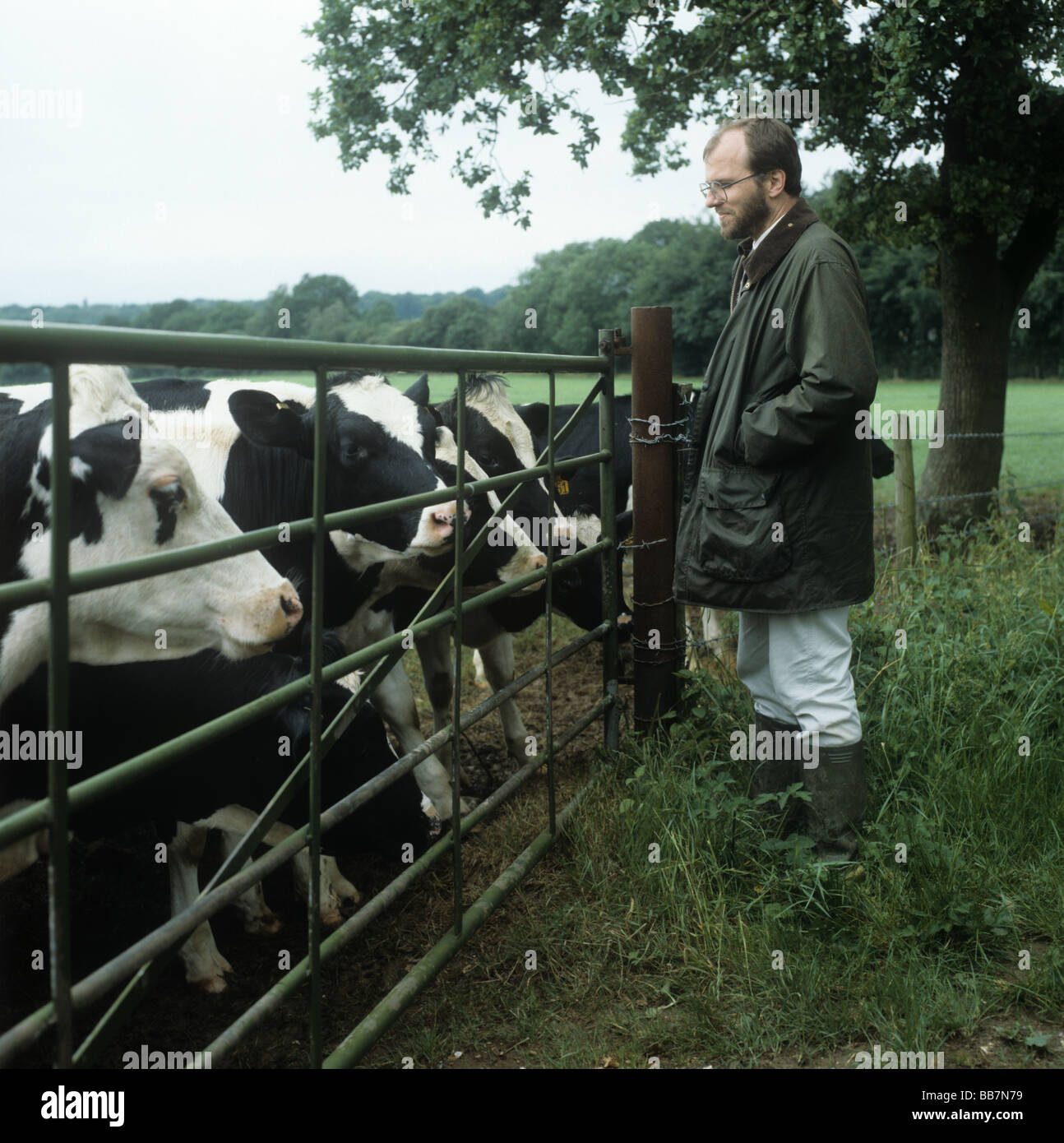 Landwirt durch ein Tor mit Kühen auf Hampshire stehend Stockfoto