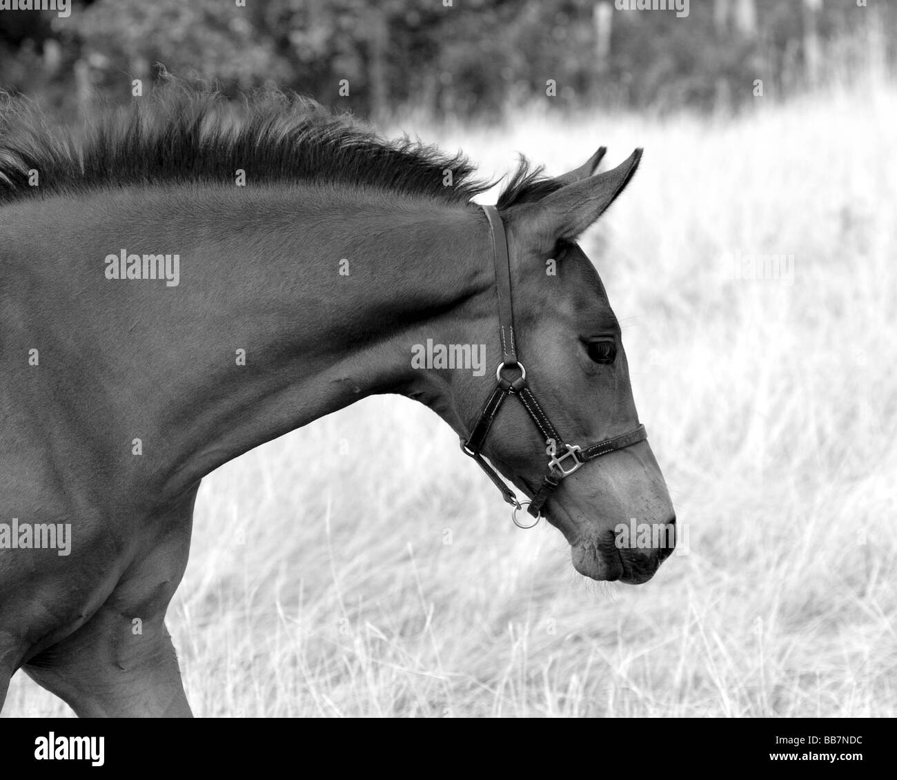 Junge Pferde Fohlen UK Stockfoto