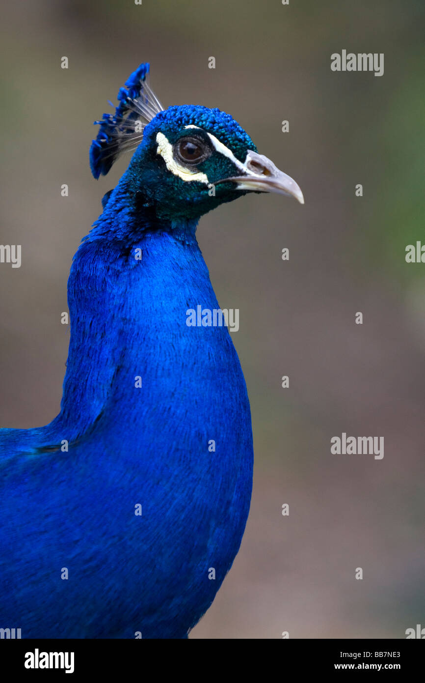 Indische blaue Pfau im Los Angeles County Arboretum und Botanischer Garten in Arcadia, Kalifornien USA Stockfoto