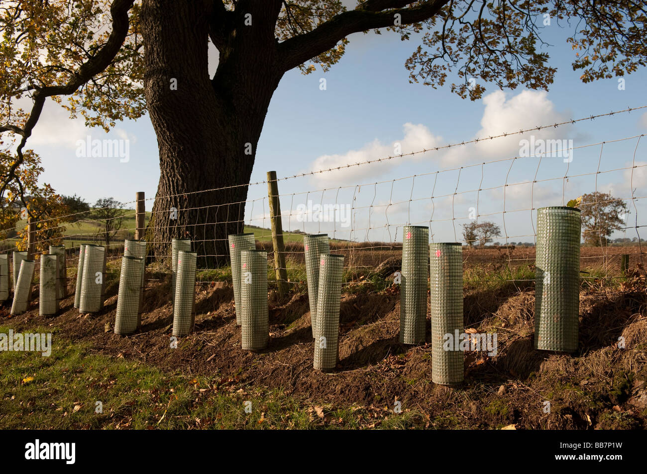 Neu gepflanzte Hecke mit jungem Baumbestand geschützt mit Kunststoff Wachen Cumbria Stockfoto