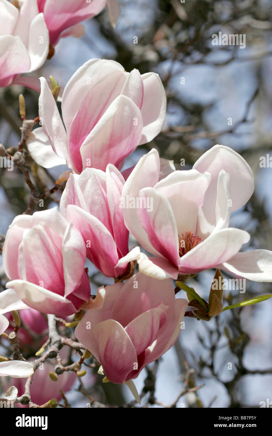 Magnolia Liliiflora blüht im Frühling in Boise, Idaho Stockfoto