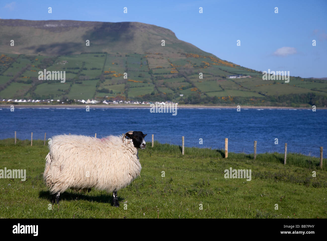 blackfaced Schaf in Ackerland an der Küste unter Lurigethan Berg Glenariff Grafschaft Antrim Nordirland Vereinigtes Königreich Stockfoto