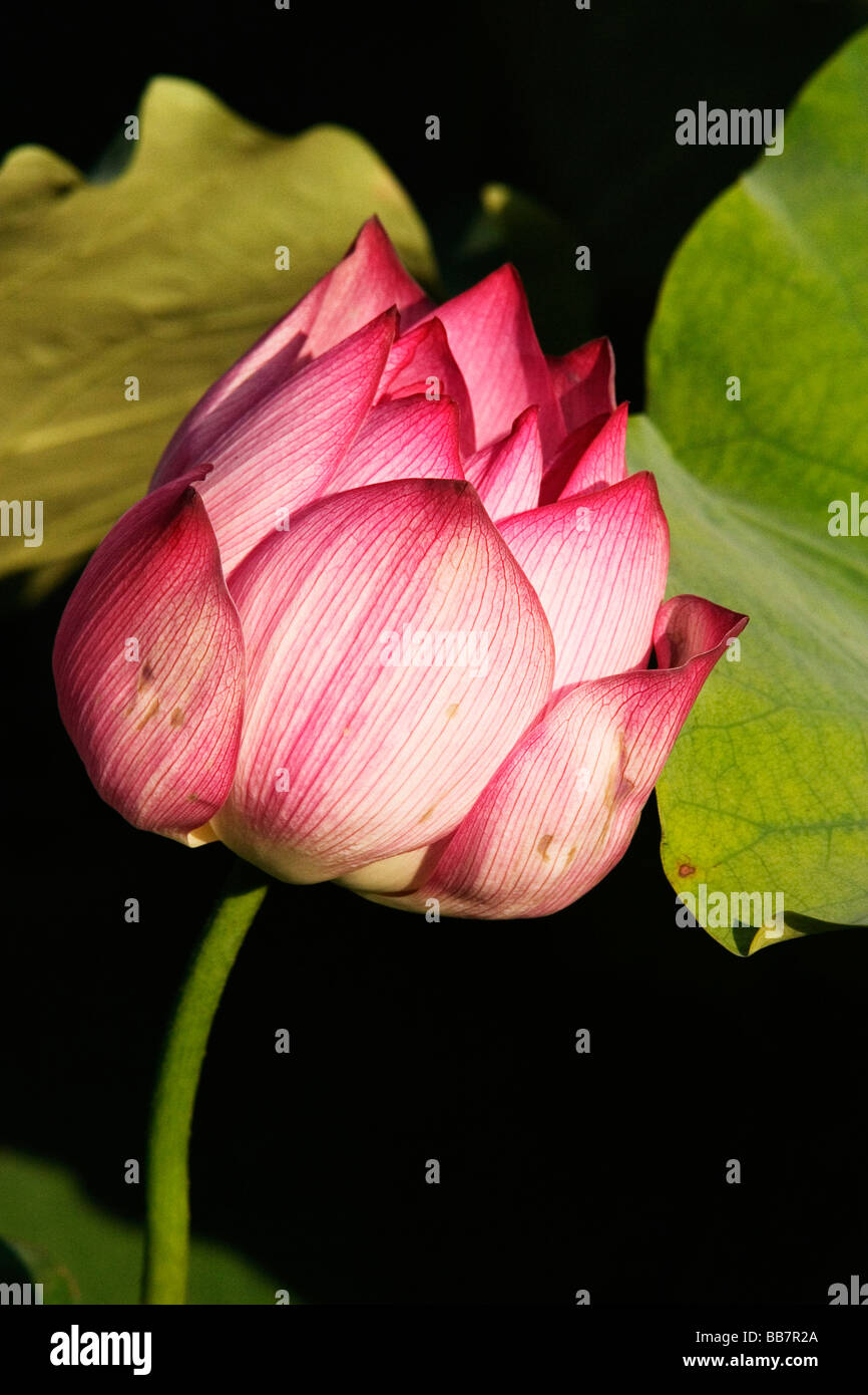 Eine rosa Lilie im See am Behai Park, Peking, Volksrepublik China. Stockfoto