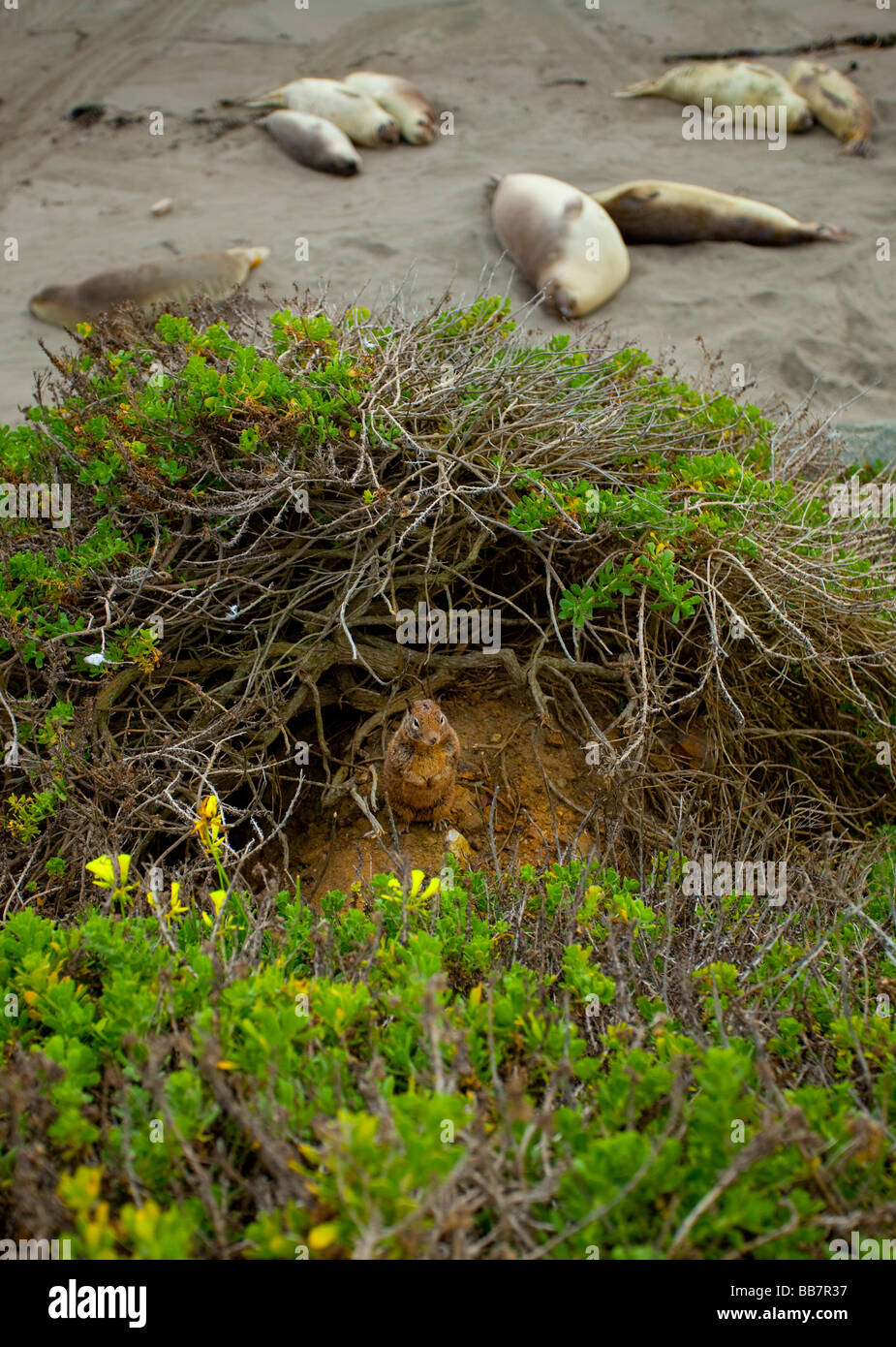 See-Elefanten, Piedras Blancas Strand, Kalifornien, USA, Vereinigte Staaten. Stockfoto