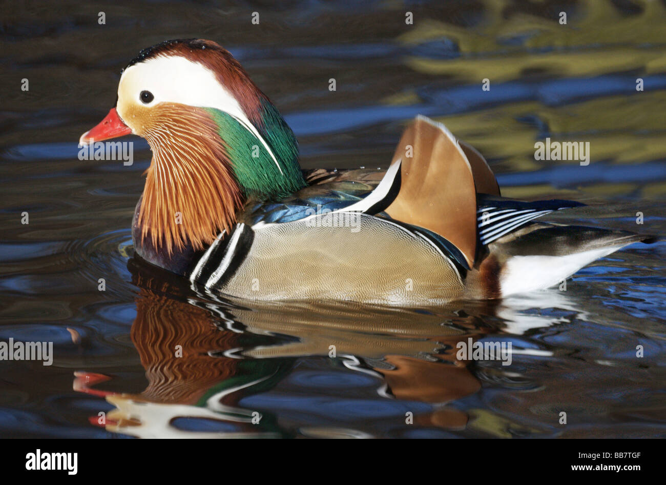 Federwild; Enten; Mandarinenten; " Aix Galericulata'; Männlich, in Farbe, auf dem Wasser. Stockfoto