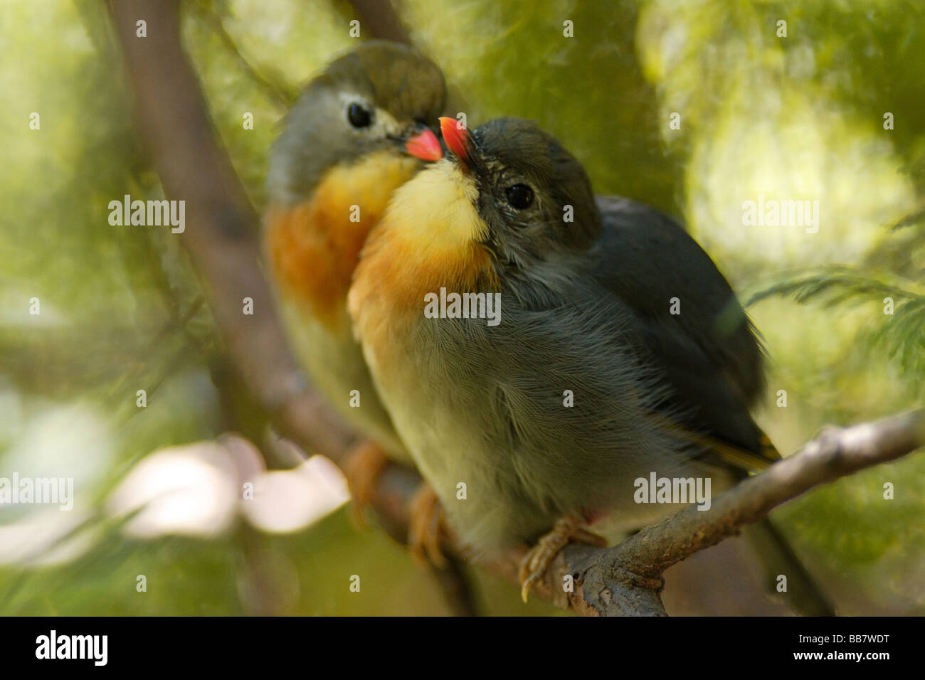 Ein paar Pekin Rotkehlchen in einem Baum, einander zu lieben. Stockfoto