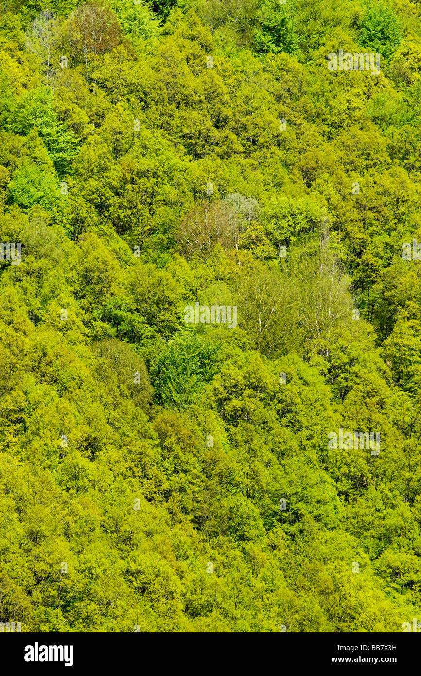 grünen Wald abstrakt Foto Stockfoto