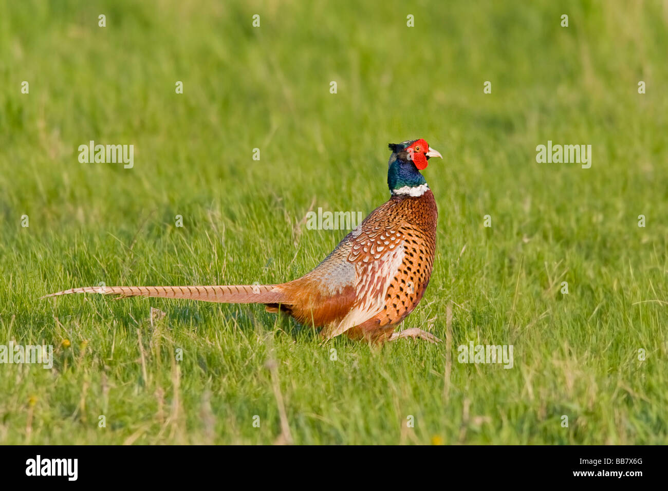 Porträt eines männlichen Fasan Phasanius colchius Stockfoto