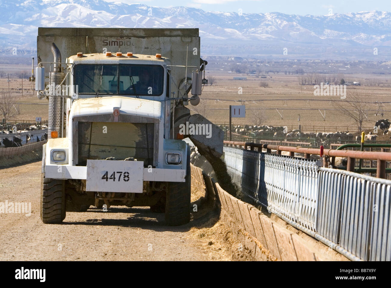 LKW-dumping Futterration für Rinder auf ein Feedlot im Grand View Idaho USA Stockfoto