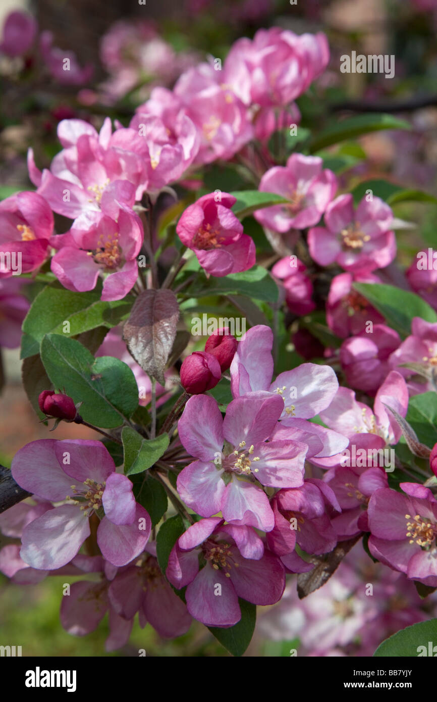 Blüten auf Krabbe Apfelbaum im Frühling Stockfoto