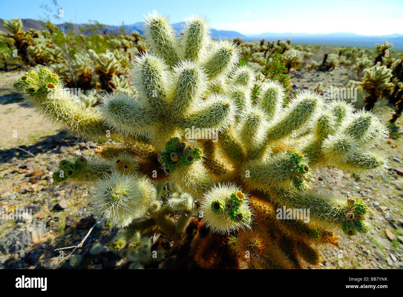 Cholla Cactus in Joshua Tree Nationalpark Stockfoto