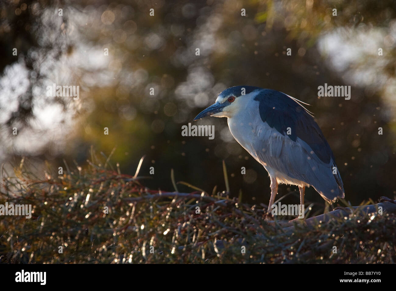 Schwarz-gekrönter Nachtreiher im Radio Road, Redwood City, Kalifornien, USA Stockfoto