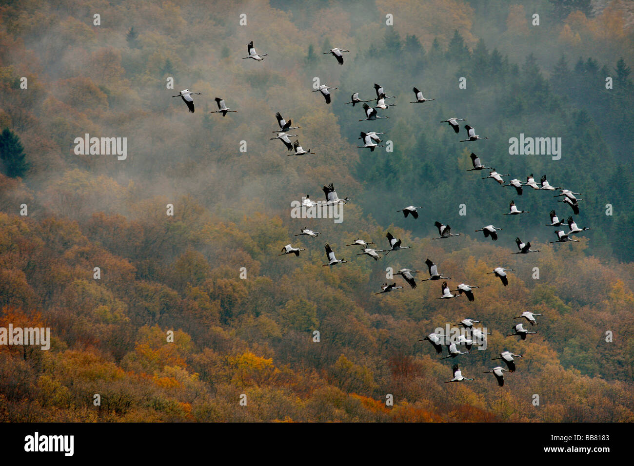 Luftaufnahme, Krane in der Nähe von Oeventrop über dem Arnsberger Wald im Herbst, Arnsberg, Sauerland, Hochsauerlandkreis, Nordrhein-wir Stockfoto