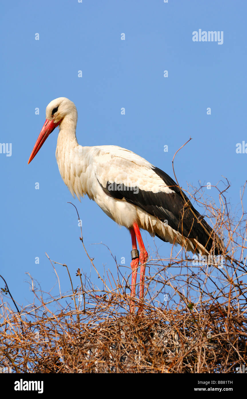 Weißstorch (Ciconia Ciconia) Stockfoto