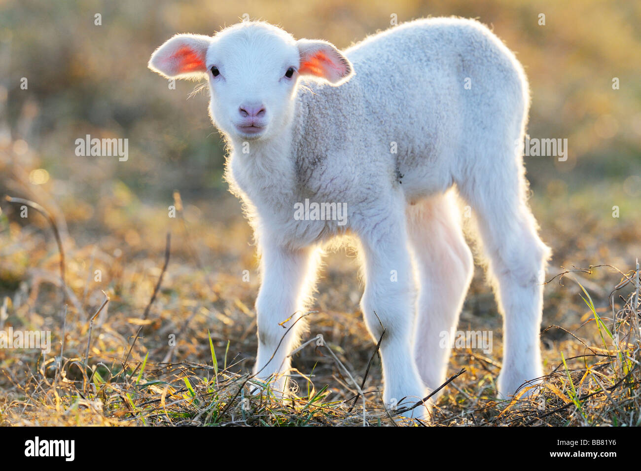 Hausschafe, Merino-Schafe, Lamm Stockfoto