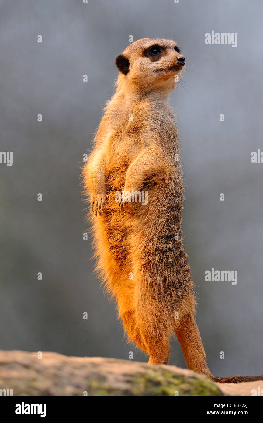 Erdmännchen (Suricata Suricatta) Stockfoto