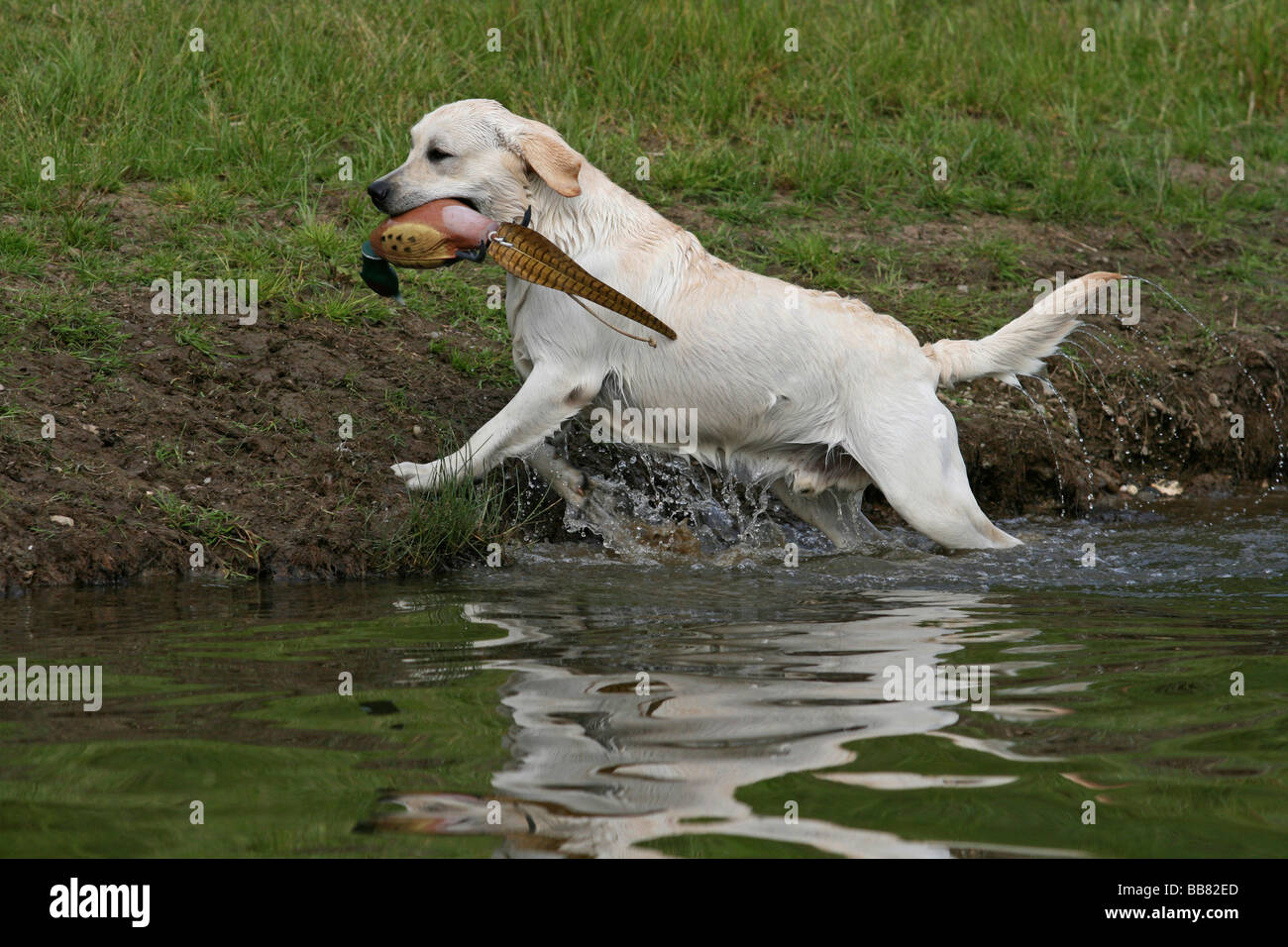 Labrador Retriever in Wasser, dummy im Maul Stockfoto