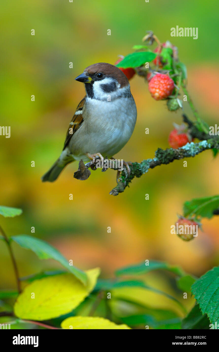 Baum Sparroy (Passer Montanus), thront auf einem Himbeer Busch Stockfoto