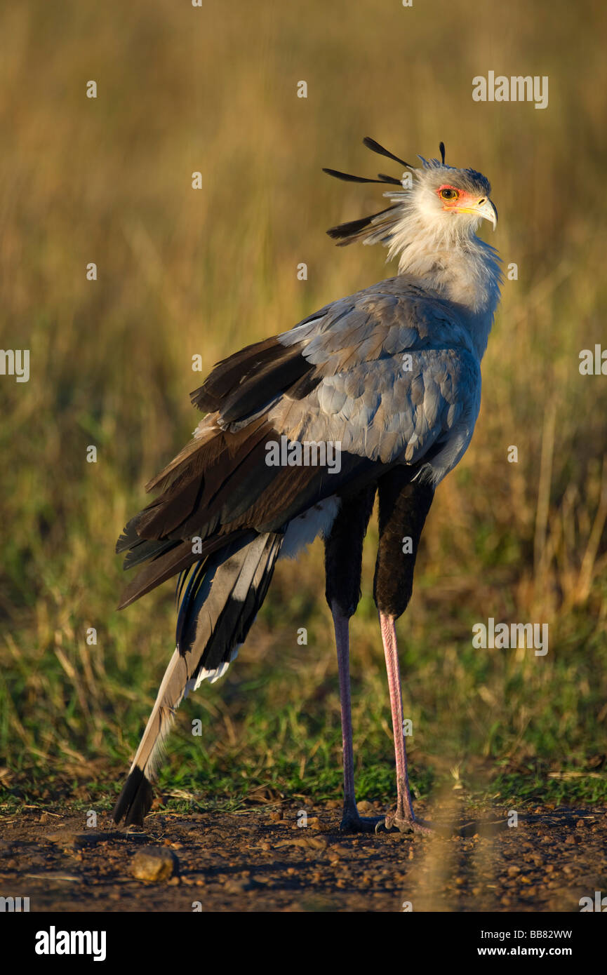 Vogel der Sekretär (Sagittarius Serpentarius), Masai Mara National Reserve, Kenia, Ostafrika Stockfoto