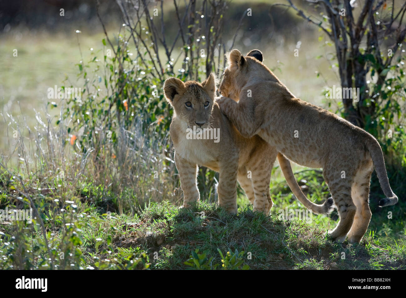 Löwe (Panthera Leo), Jungen spielen, Masai Mara National Reserve, Kenia, Ostafrika Stockfoto
