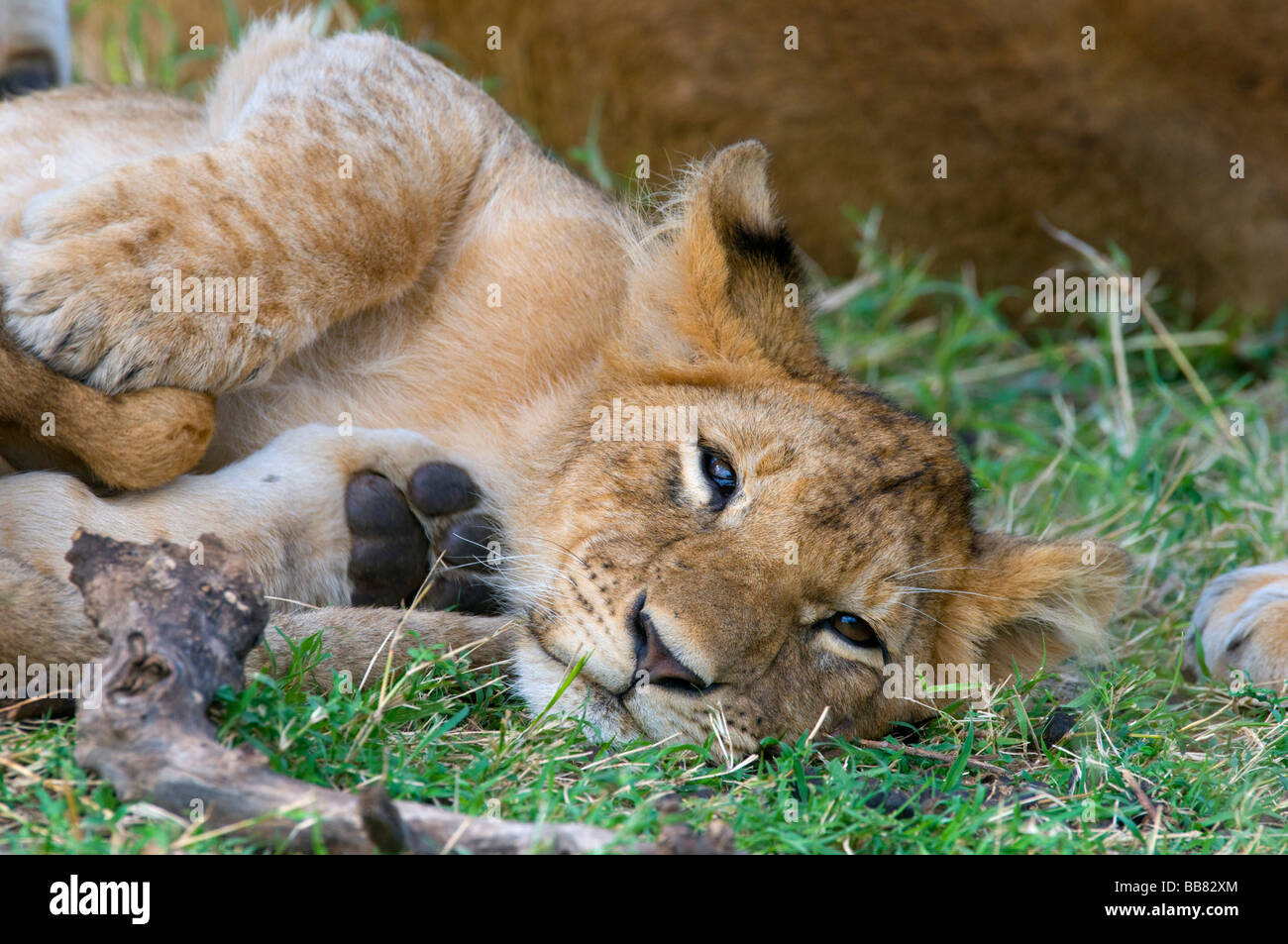 Löwin (Panthera Leo), Cub, Porträt, Masai Mara National Reserve, Kenia, Ostafrika Stockfoto