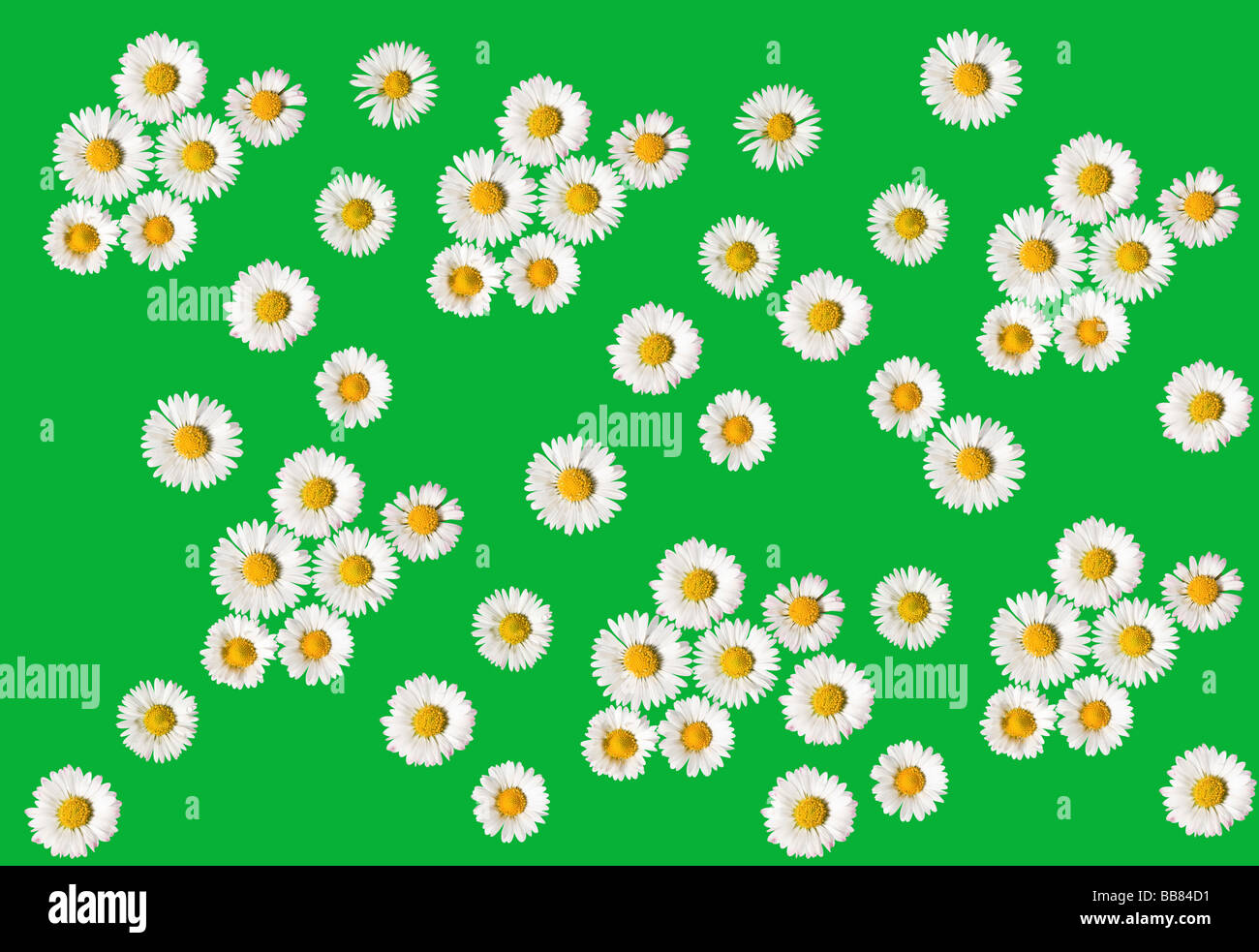 Gänseblümchen auf grün Stockfoto