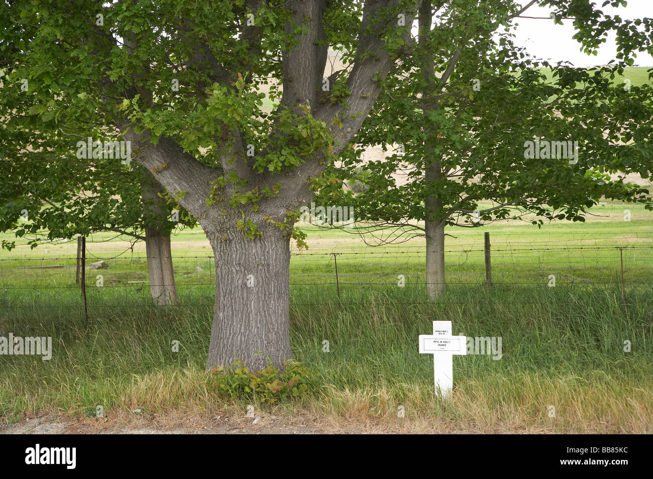 WWI Soldiiers Kreuz und Memorial Oak Tree State Highway 83 Waitaki Valley North Otago Südinsel Neuseeland Stockfoto