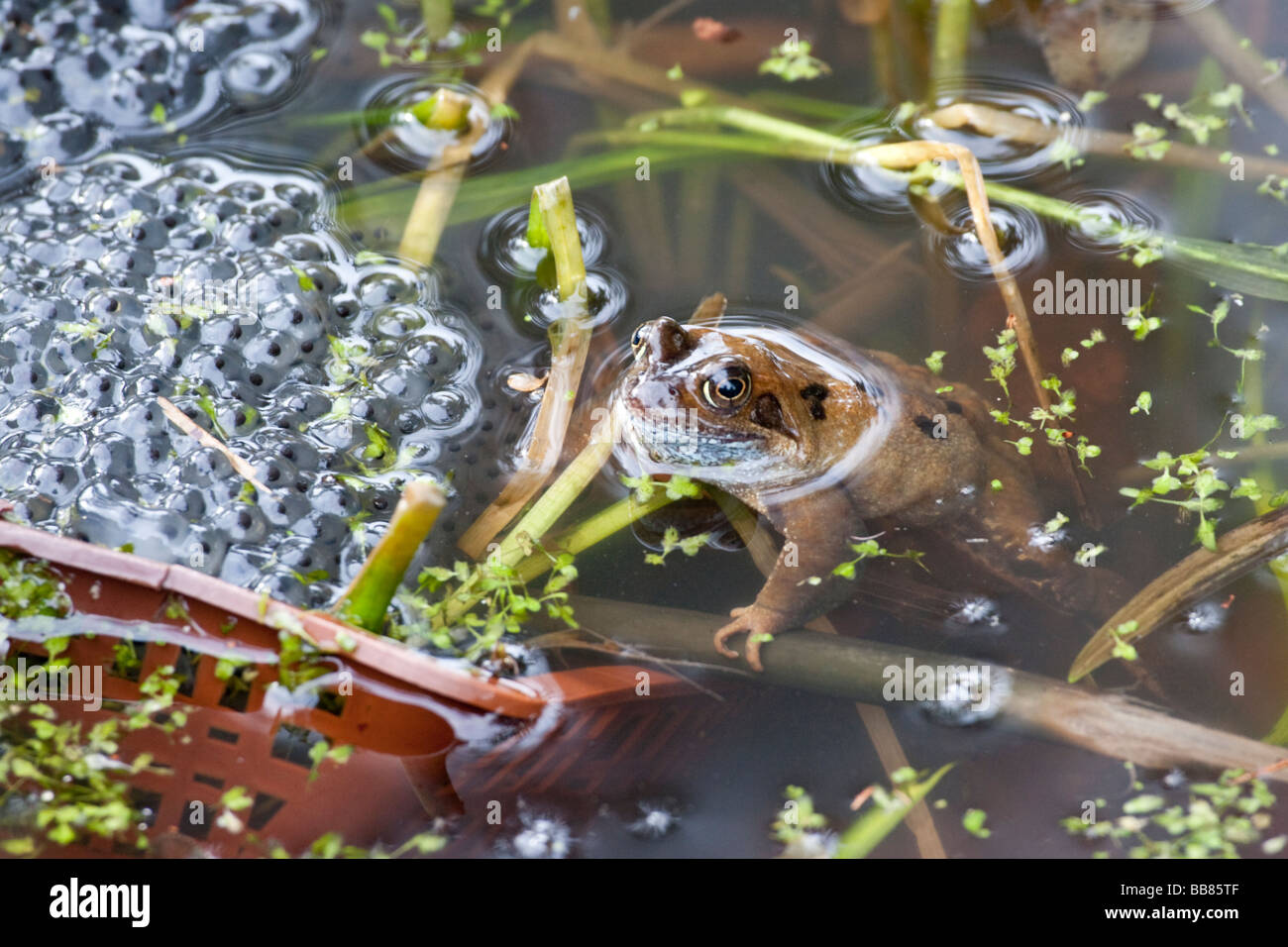 FROSCH IM GARTENTEICH MIT FROGSPAWN Stockfoto