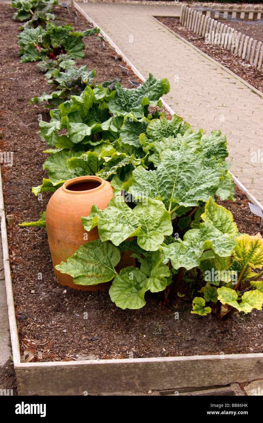 RHABARBER WÄCHST IN EINEM GEMÜSEGARTEN NEBEN KANOPE ZWINGEN. Stockfoto