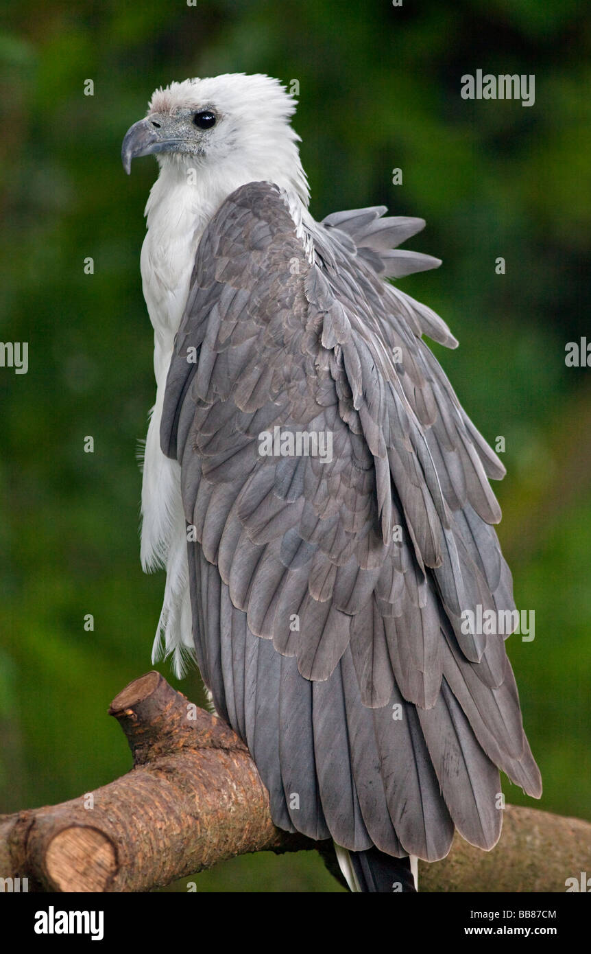 Weiße Bellied Seeadler (Haliaeetus Leucogaster), UK Stockfoto