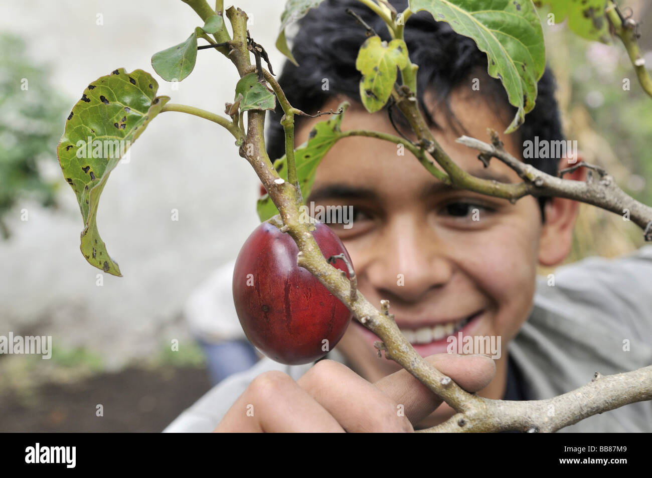 Teenager werden begeistert über eine reife Frucht Tamarillo (Solanum Betaceum), er ist im Gartenbau als Bestandteil einer Urb ausgebildet Stockfoto