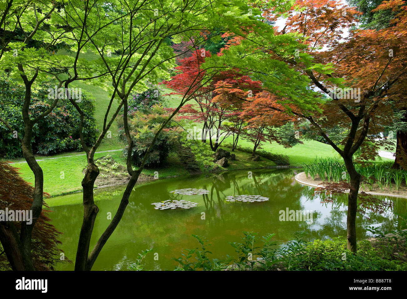 japanische Acer Bäume im Garten von Villa Melzi, Bellagio, Comer See, Italien Stockfoto