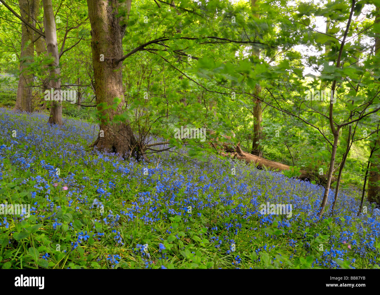 Bluebell Holz (Hyacinthoides non-Scripta) Stockfoto